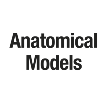 anatomical models