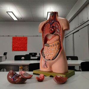 Anatomical Models