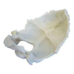 Occipital