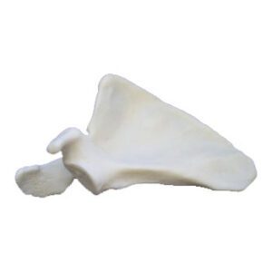 Scapula