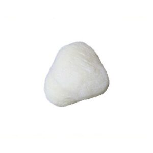 Patella Bone Model