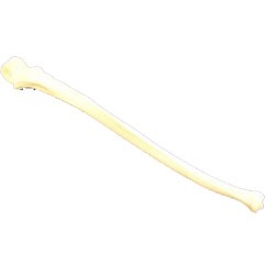 Ulna model