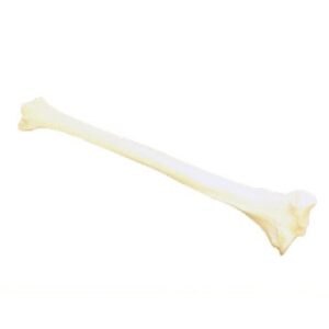 Tibia Anatomical Model