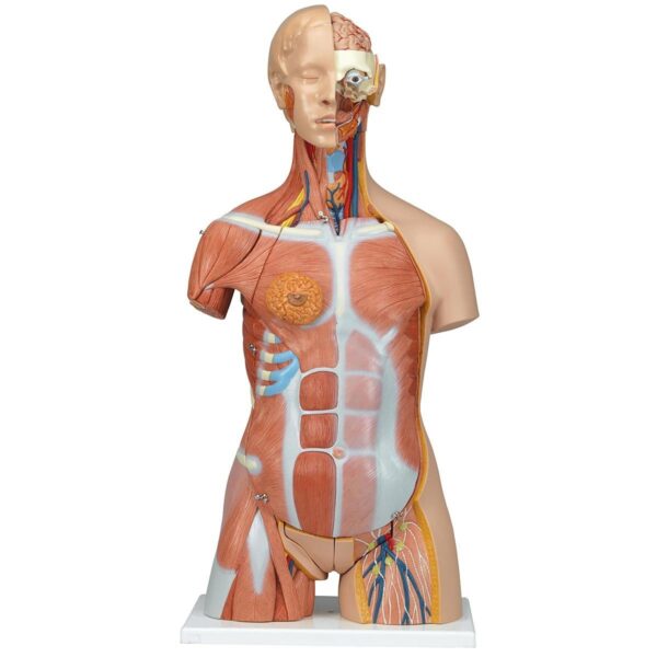 Torso 31 Parts, With Head, Muscles And Open Back