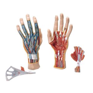 Hand Model, 3 Parts