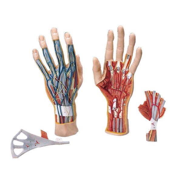 Hand Model, 3 Parts