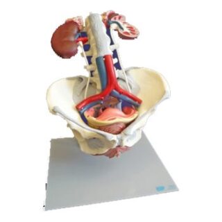 Urogenital Organs Anatomical Model Biology Diagrams