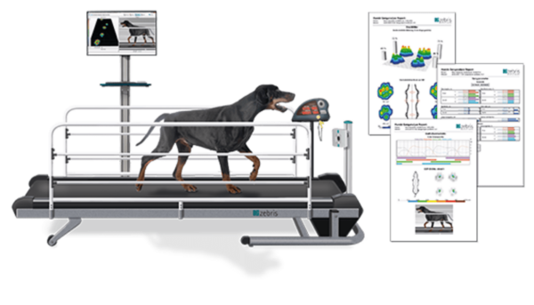 zebris CanidGait® Treadmill - Image 3