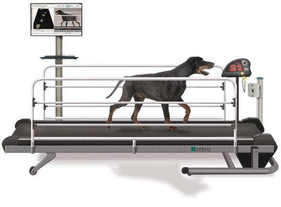 zebris CanidGait® Treadmill