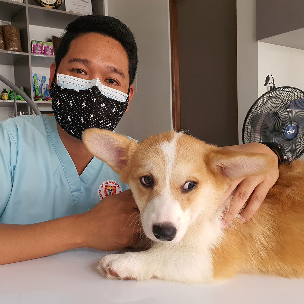 vet examining a dog