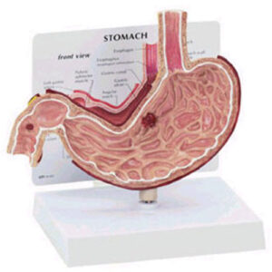 Stomach Budget Model