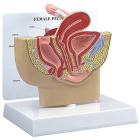 Female Pelvis Budget Model