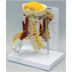 Muscled Cervical - Budget Model