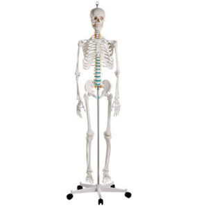 Skeleton, Standard/School Quality