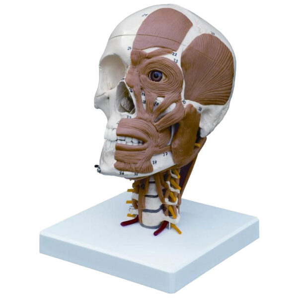 Half Muscled Skull on Muscled Cervical Vertebrae Model