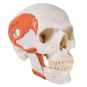 TMJ Ligamented Skull Model