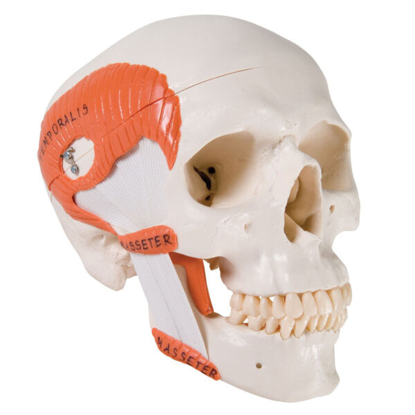 TMJ Ligamented Skull Model