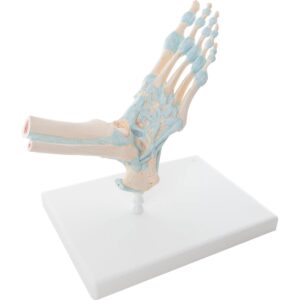 Skeletal Foot with Ligaments