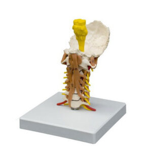 Muscled Cervical Vertebrae Model