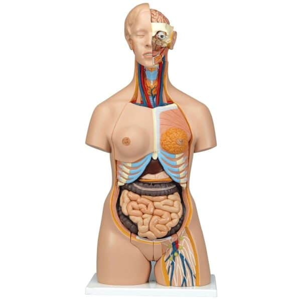 Female Torso Anatomical Model (20 Parts, With Head)