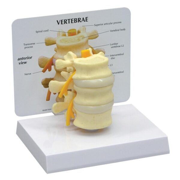 Basic Vertebrae - Budget Model