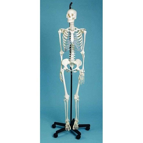 165cm (65 Inch) Life Size Human Skeleton Model - Full Body With Skull, Medical Anatomy Or Halloween Decor