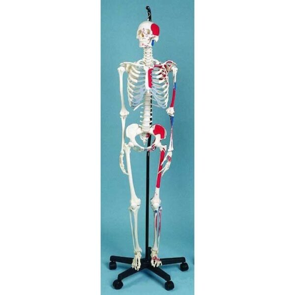 Skeleton Showing Muscular Attachments