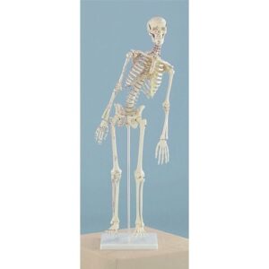 Miniature Skeleton Model, Flexible Spine with Muscle Attachments