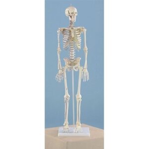 Miniature Skeleton Model, Rigid Spine with Muscle Attachments