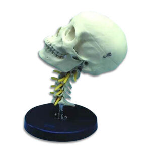 Cervical Skull Painted Model