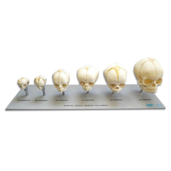 Foetal Skull Sextet