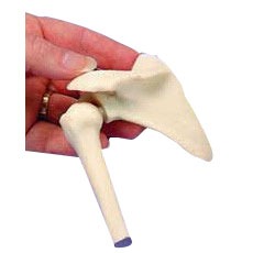 Shoulder - Miniature Joint