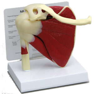Muscled Shoulder - Budget Model