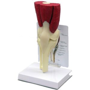 Muscled Knee - Budget Model