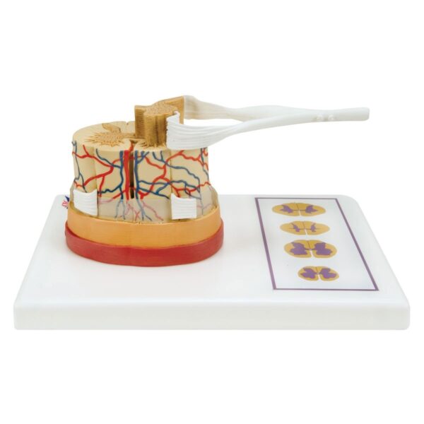 Spinal Cord with Nerve Endings