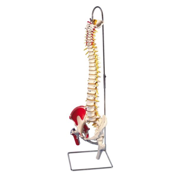 Vertebral Column Painted