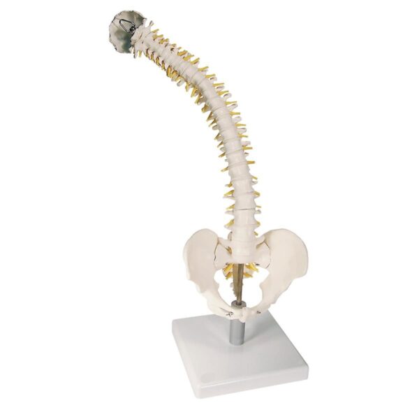 Vertebral Column, Standard, With Soft Discs