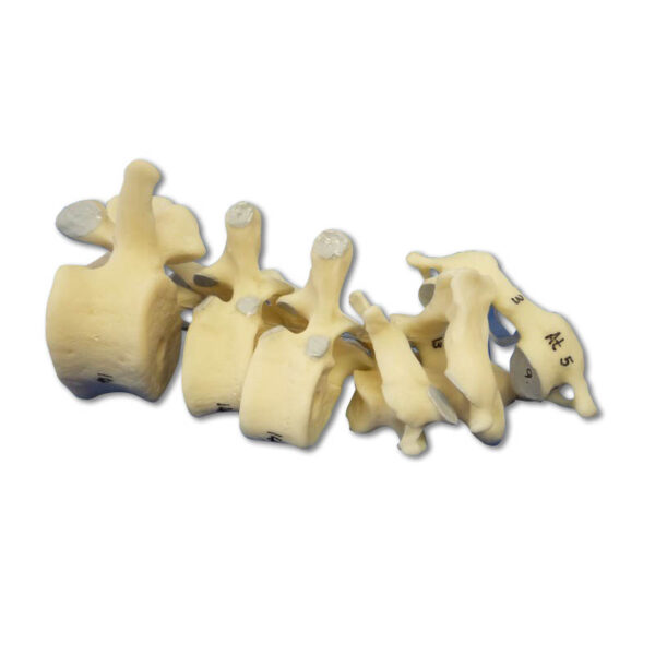Comparative Vertebrae Set Model
