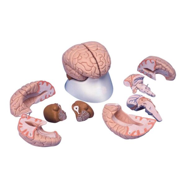 Brain Anatomical Model, 8 Parts