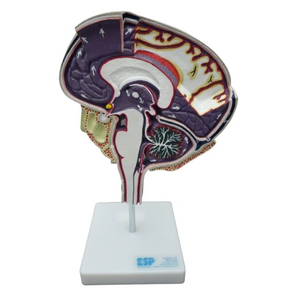 Cerebrospinal Fluid Circulation Anatomical Model