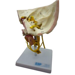 Special Senses Model