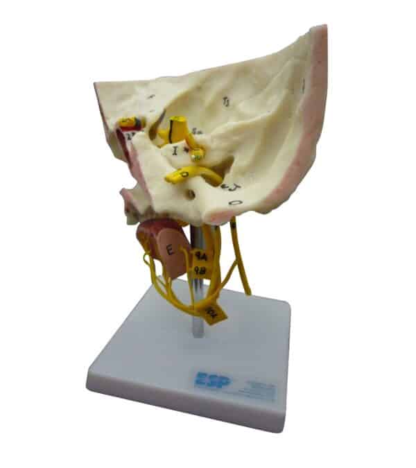 Special Senses Model