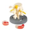 Dissectible Lumbar Vertebrae Model - Image 2