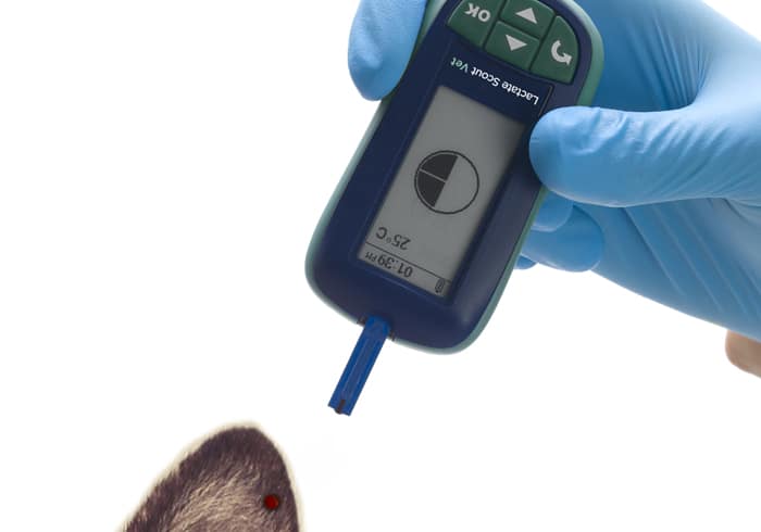 Lactate Scout Vet uses a small blood sample to measure lactate, the image shows an animal ear with a small blood drop
